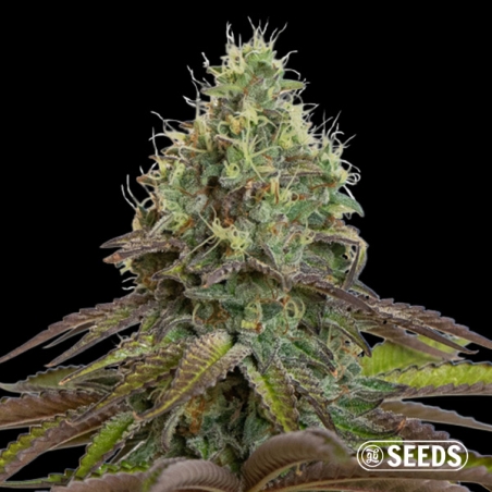 Purple Haze | Feminized Sativa Seeds