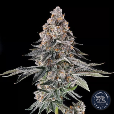 Mailbox Money by Compound Genetics
