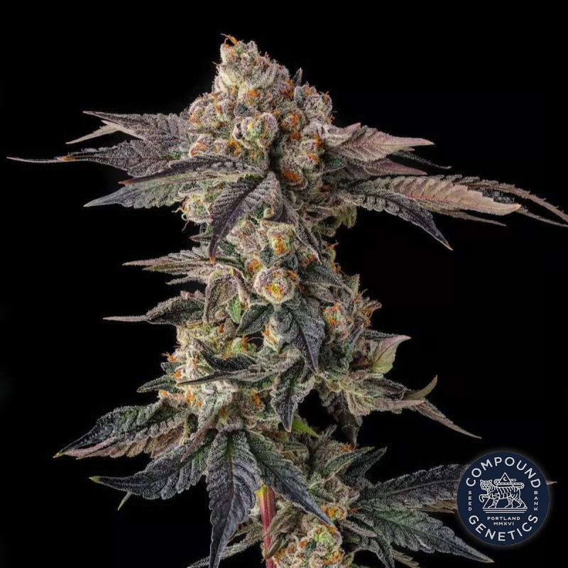 View Pamellowz by Compound Genetics | Feminized seeds online