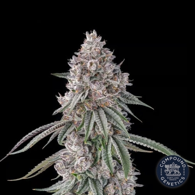 Lemon Chain Compound Genetics | Feminized Seeds