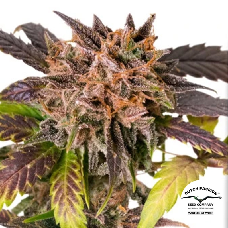 View Auto GrapefruitZ