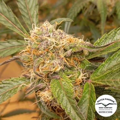 Auto GrapefruitZ