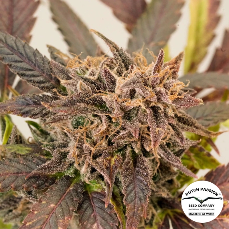 Auto GrapefruitZ