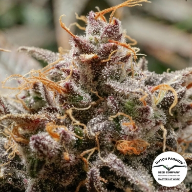 Auto Slush Mint Cake 2