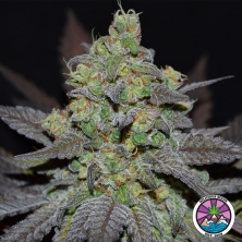 Golosa Auto XL