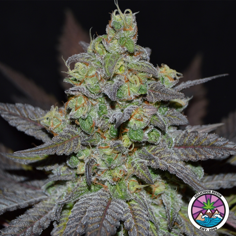 View Golosa XL Auto by Delicious Seeds