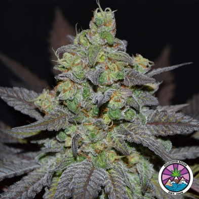 Golosa XL Auto by Delicious Seeds