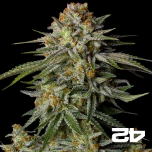 View GG4 Sherbet Fast (Fast Buds) - GB The Green Brand