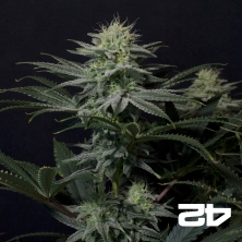 GG4 Sherbet Fast (Fast Buds) - GB The Green Brand