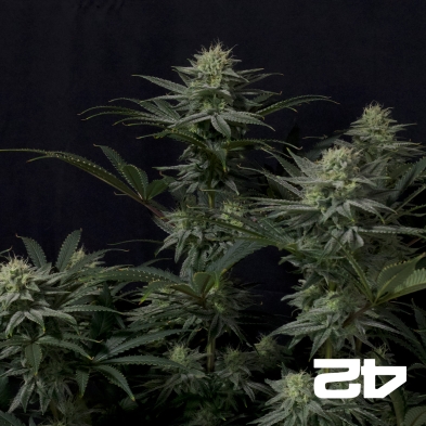 GG4 Sherbet Fast (Fast Buds) - GB The Green Brand