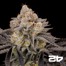 View Gorilla Cookies Fast Fast Buds - GB The Green Brand