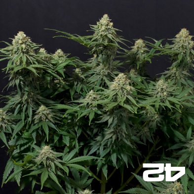 Wedding Cheesecake by Fast Fast Buds - GB The Green Brand