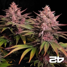 Purple Lemonade Fast Version Fast Buds - GB The Green Brand