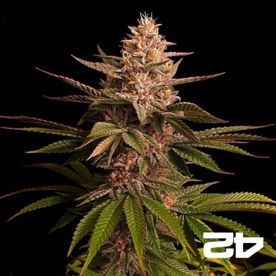 Purple Lemonade Fast Version Fast Buds - GB The Green Brand