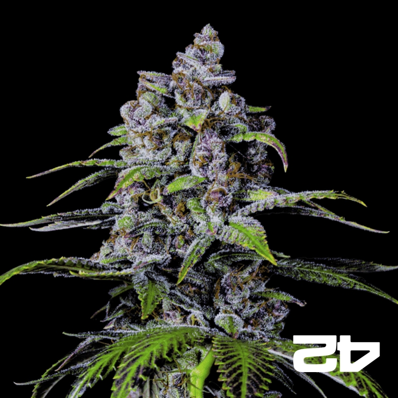 Purple Lemonade Fast Version Fast Buds - GB The Green Brand