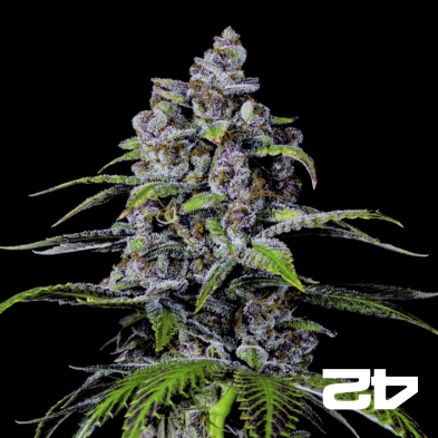 Purple Lemonade Fast Version Fast Buds - GB The Green Brand