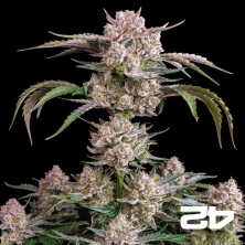 View Strawberry Gorilla Auto – Potent Autoflower | GB The Green Brand