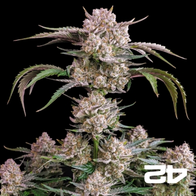 Strawberry Gorilla Auto – Potent Autoflower | GB The Green Brand