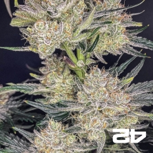 Strawberry Gorilla Auto – Potent Autoflower | GB The Green Brand