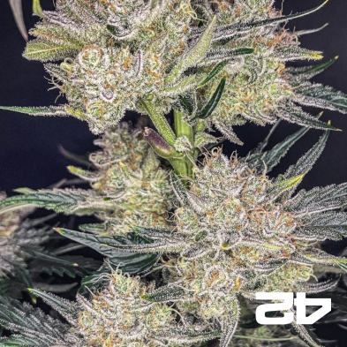 Strawberry Gorilla Auto – Potent Autoflower | GB The Green Brand