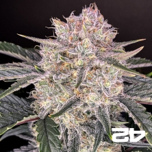 Strawberry Gorilla Auto – Potent Autoflower | GB The Green Brand