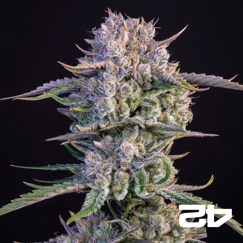 Strawberry Gorilla Auto – Potent Autoflower | GB The Green Brand