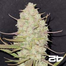 Tropicana Cookies Auto Fast Buds - GB The Green Brand