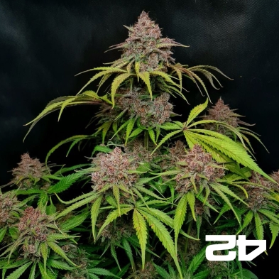 Gorilla Punch Auto by Fast Buds - GB The Green Brand