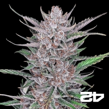 Gorilla Punch Auto by Fast Buds - GB The Green Brand
