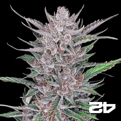 Gorilla Punch Auto by Fast Buds - GB The Green Brand