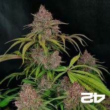 Gorilla Punch Auto by Fast Buds - GB The Green Brand