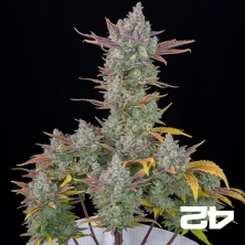 View Gorilla Cookies Auto Fast Buds - GB The Green Brand