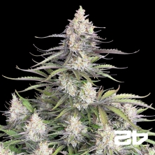 View Trainwreck Auto by Fast Buds - Cheap Seed GB The Green Brand