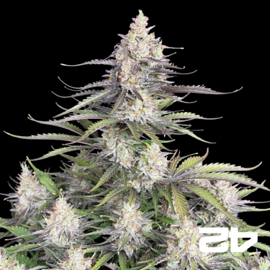 Trainwreck Auto by Fast Buds - Cheap Seed GB The Green Brand