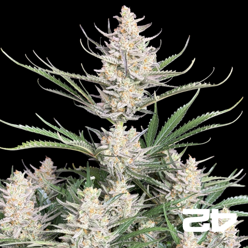 Big Bud Auto by Fast Buds - Cheap Seeds GB The Green Brand