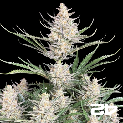 Big Bud Auto by Fast Buds - Cheap Seeds GB The Green Brand