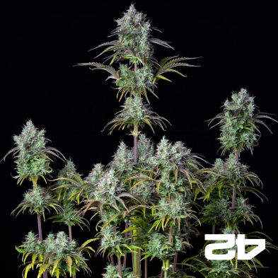 Big Bud Auto by Fast Buds - Cheap Seeds GB The Green Brand