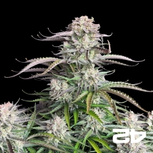 View Blueberry Auto by Fast Buds - Cheap Seeds GB The Green Brand