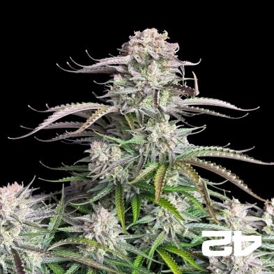 Blueberry Auto by Fast Buds - Cheap Seeds GB The Green Brand