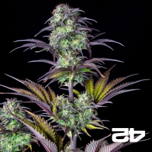 Blueberry Auto by Fast Buds - Cheap Seeds GB The Green Brand