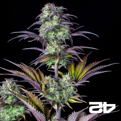 Blueberry Auto by Fast Buds - Cheap Seeds GB The Green Brand