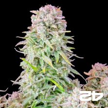Buy Afghan Kush Auto - GB The Green Brand