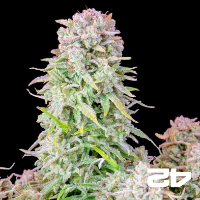 Buy Afghan Kush Auto - GB The Green Brand