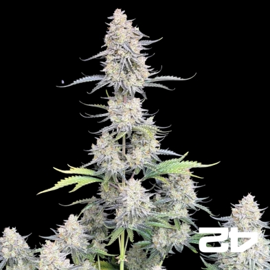 Buy Afghan Kush Auto - GB The Green Brand