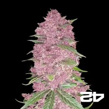 View Purple Lemonade Auto Fem by Fast Buds - GB