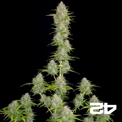 Orange Sherbet Auto Seeds by Fast Buds - GB