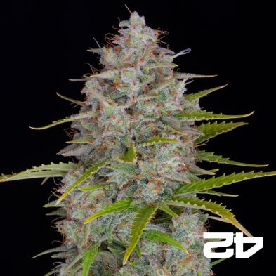 Orange Sherbet Auto Seeds by Fast Buds - GB