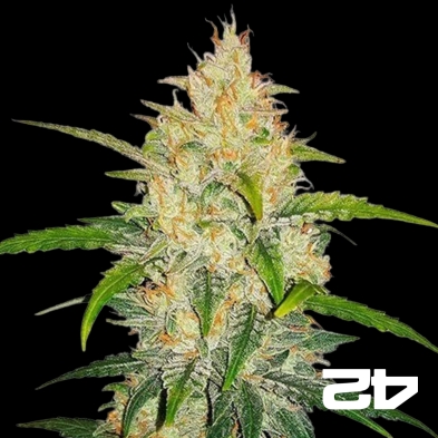 Zkittlez Autoflowering by Fast Buds - Grow Barato