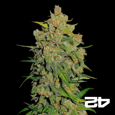Lemon AK Auto - Fast Buds American Auto - GB