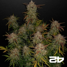 Lemon AK Auto - Fast Buds American Auto - GB